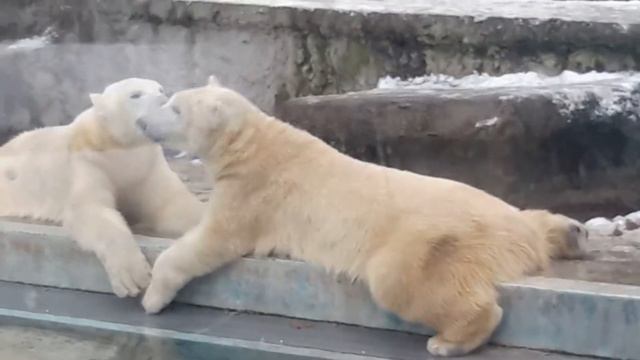целующиеся медведи в зоопарке Будапешта. смотреть онлайн