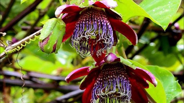 Fleur Passiflora Alata JLB смотреть онлайн