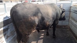 Быка после откорма идёт на забой 600 кг живой вес будет мясо где-то 350