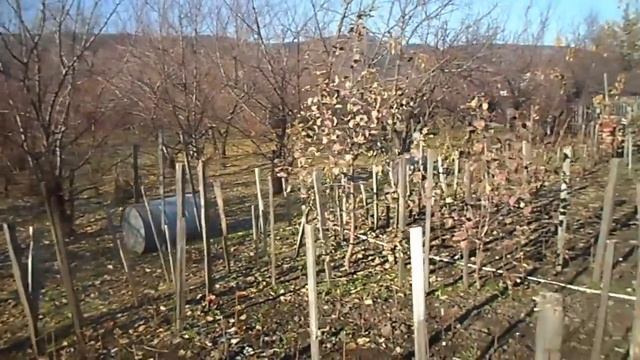 29. Почему нельзя делать летнюю и осеннюю обрезку плодовых деревьев! смотреть онлайн