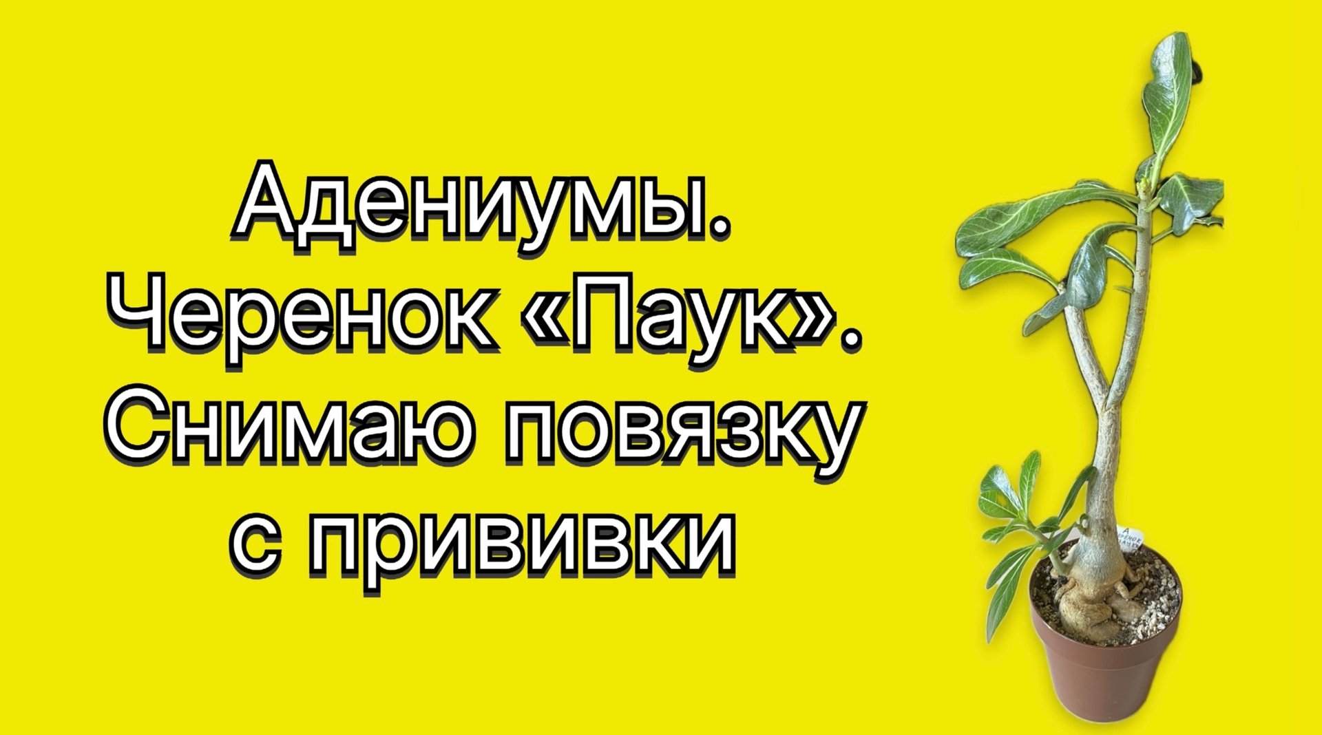 Этот, замечательный во всех отношениях, черенок «Паук». Снимаю повязку с прививки. 2 апреля 2014 г. смотреть онлайн