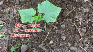 ОГУРЦЫ БУДЕТЕ СОБИРАТЬ ВЕДРАМИ ЕСЛИ ПОДКОРМИТЕ МОЛОКОМ. ПРОСТОКВАША+ЙОД  ЗАЩИТА ОТ МУЧНИСТОЙ РОСЫ