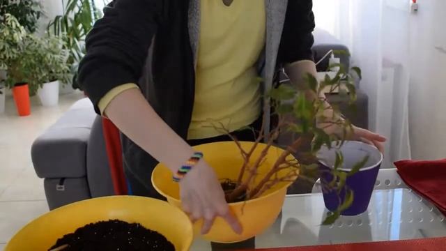 Фикус Бенджамина плохо пережил зиму смотреть онлайн