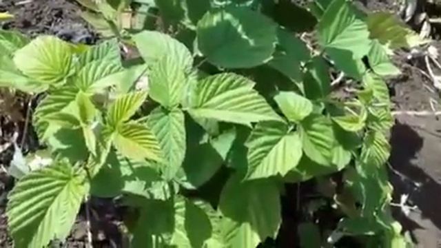 Малина . Для чего удаляем поросль.