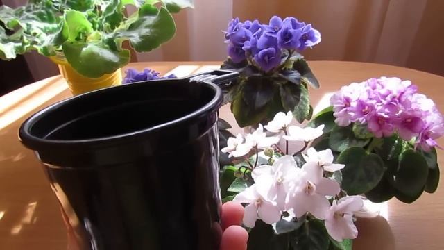 Как Добиться Пышного Цветения Фиалки? смотреть онлайн