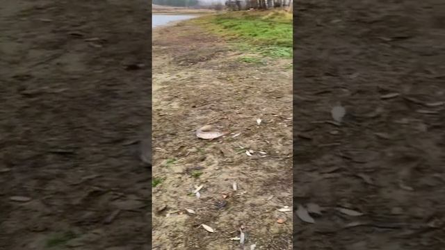 Рыбалка в Дулово #щука #форель #кудапоехатьнарыбалку смотреть онлайн