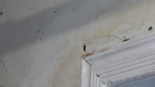 Надежда Липецка смотреть онлайн