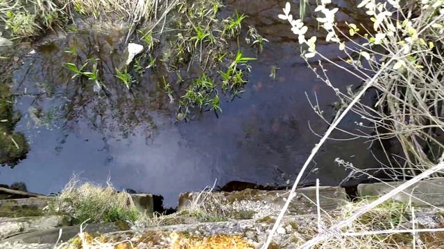 Змеи просыпаются после зимней спячки и выползают погреться на солнышке смотреть онлайн