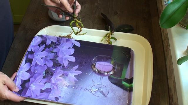 ПЕРЕСАДКА ОРХИДЕЙ ДЕТОК и КАК СОХРАНИТЬ ВЛАГУ в ГОРШКАХ для АЗИАТОВ вместо МХА? смотреть онлайн