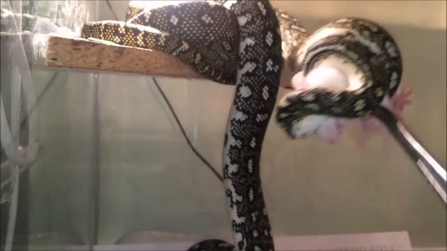 Кормление бриллиантовых питонов (Morelia spilota spilota) смотреть онлайн