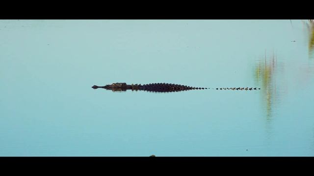 Kakadu National Park in 4K, landscapes, crocodiles, Australia Nature смотреть онлайн