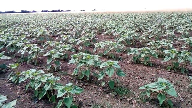 Обзор подсолнечника Мас 85су. 7 июня 2018 год. смотреть онлайн