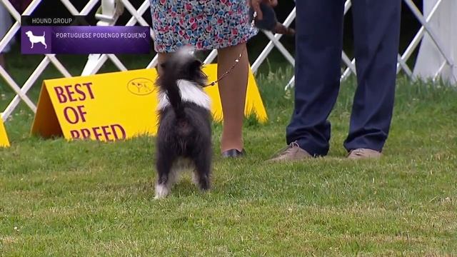 Portuguese Podengo Pequenos | Breed Judging 2021 смотреть онлайн