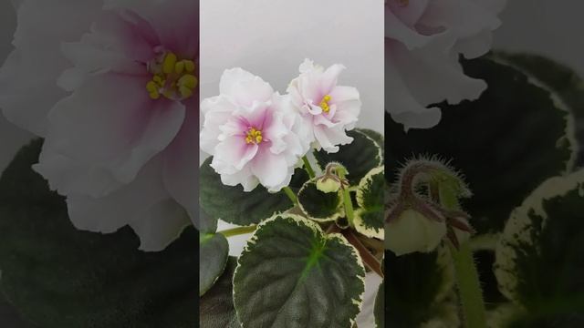 Фиалка Р-Аллея Роз смотреть онлайн