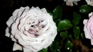 Роза спрей Стерлинг Сенсейшен. (вечерняя съёмка)