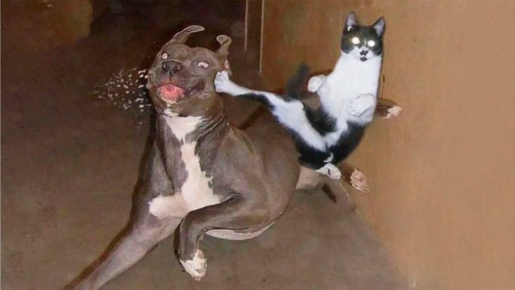 Смешные видео про котов и кошек! Смешные видео! Приколы про котов!