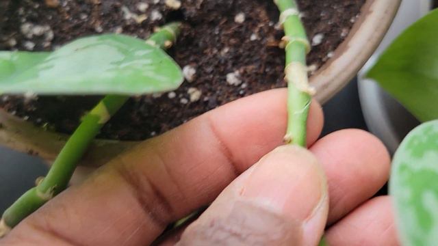 What a mess!.. Don't make this mistake | Scindapsus pictus Exotica Update - Subscriber Request смотреть онлайн