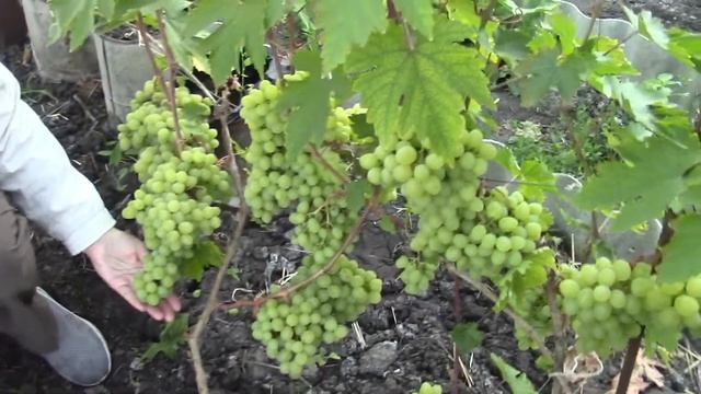 Виноградник в Мордовии_ Дубовский розовый, Валек, Сенатор Бурдака, Ландыш на 20 августа 2020г смотреть онлайн