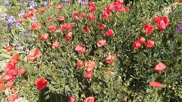 25.5.2022 . Маки, ирисы , Коктебель . смотреть онлайн