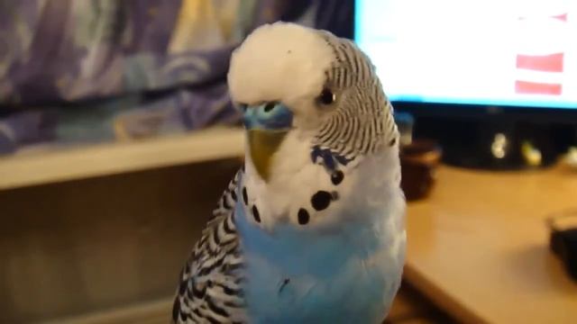 Советы — как научить попугая говорить смотреть онлайн