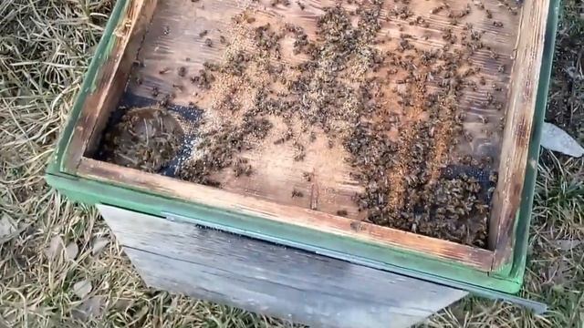 Первые и очень важные работы, на пасеке в феврале, успейте сделать #работывфеврале #утепленияпчёл смотреть онлайн