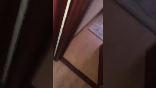 У меня дома , появилась сатана .Изгнание бесов , кот в которого вселился бес. смотреть онлайн