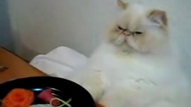 Смешной толстый кот