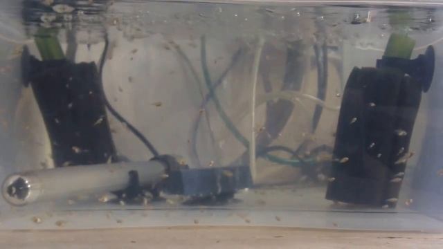 Разведение Скалярии Параиба. часть 2 смотреть онлайн