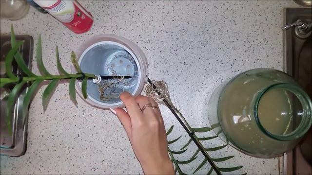 Орхидея Эпидендрум с гнилыми корнями. Обработка и пересадка. смотреть онлайн