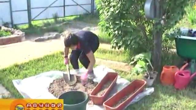 Дачный мир. Эфир передачи от 25 мая 2016г. смотреть онлайн