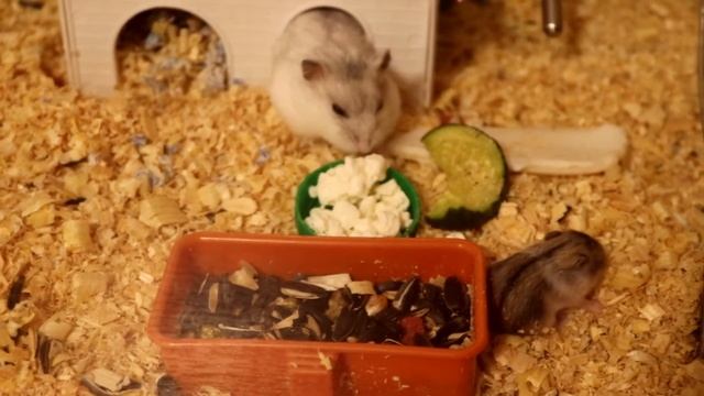 МАЛЕНЬКИЕ ХОМЯЧАТА ИЗУЧАЮТ ТЕРРИТОРИЮ. ХОМЯЧКАМ 11 ДНЕЙ ОТ РОДУ :) смотреть онлайн