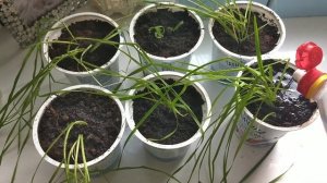 Посев смеси декоративных злаков.  ЧТО ВЗОШЛО?