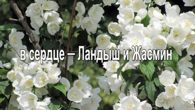 Yves Saint Laurent. Manifesto. Манифесто