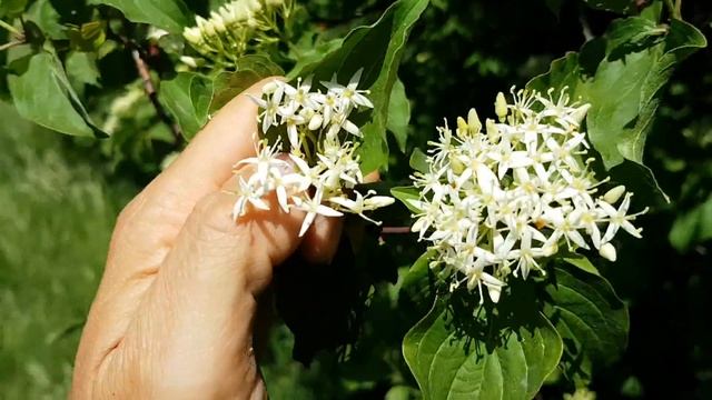 Roter Hartriegel - Blüte/Blüten - 09.05.18 (Cornus sanguinea) - Bäume (Blüten) bestimmen смотреть онлайн