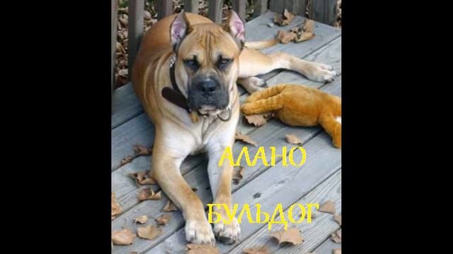 ПОЧЕМУЛЬКА. БУЛЬДОГ. СТИХИ ДЛЯ МАЛЫШЕЙ. ПОТЕШКИ. Короткие стишки для самых маленьких. смотреть онлайн