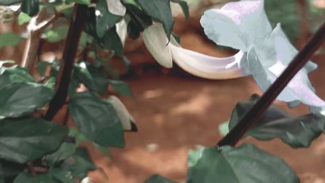 Techno Camon 19 camera features 2022 смотреть онлайн