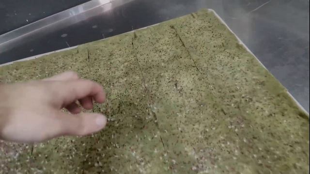 Амарант / мизуна / тест пропагатора / гидро аэропоника смотреть онлайн