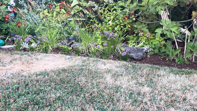 Allium Millenium in bloom in zone 8b Oregon. Great pollinator magnet. смотреть онлайн