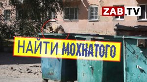 Участились нападения домашних собак на людей