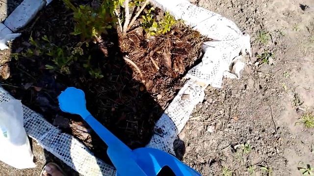 Вносим удобрения для голубики (Сульфат аммония + Мочевина) смотреть онлайн