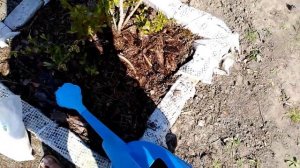 Вносим удобрения для голубики (Сульфат аммония + Мочевина)