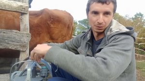 Как приучить корову к доильному аппарату.