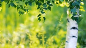 Футаж — Молодая березка. Под ветками березы в лесу. Футажи (footage) красивая природа [FullHD]