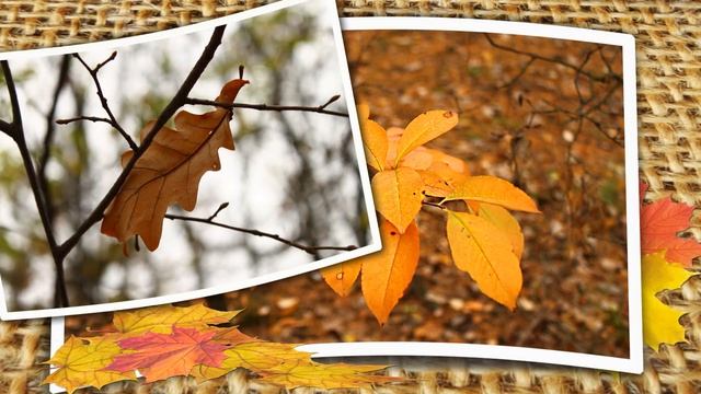 Собирая осенние листья смотреть онлайн