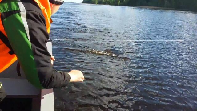 Щука 10 кг. Карелия, озеро Водлозеро. июнь 2015. Осторожно 18+ смотреть онлайн
