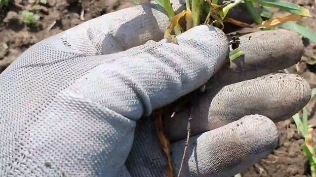 Озимый ячмень осмотр по болезням сорнякам.Разница в росте от глубины посева. NO-TILL с СЗ 3.6. смотреть онлайн