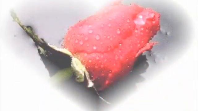 my rose,gülüm смотреть онлайн