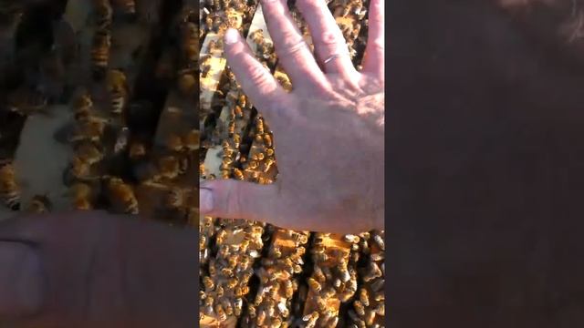 Добрые пчёлы Бакфаст. Bakfast Bee. смотреть онлайн