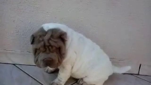 CANIL MAINÃ DOG'S - ESPECIALIZADO NA RAÇA SHARPEI смотреть онлайн