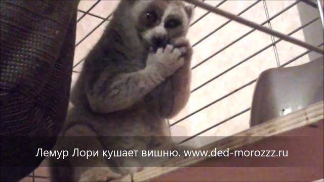 Лемур Лори кушает вишню смотреть онлайн
